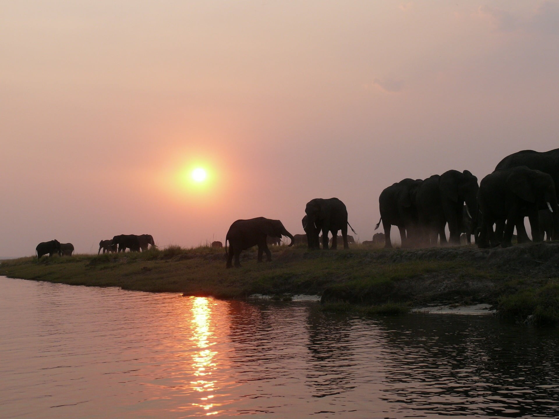 botswana-elephants