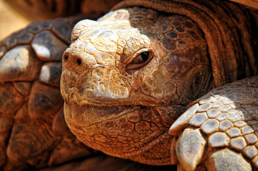 Le village des tortues de Sangalkamn dans la région de Dakar