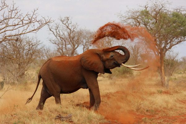 Les 5 conseils pour réussir son premier voyage en Afrique – Image 7